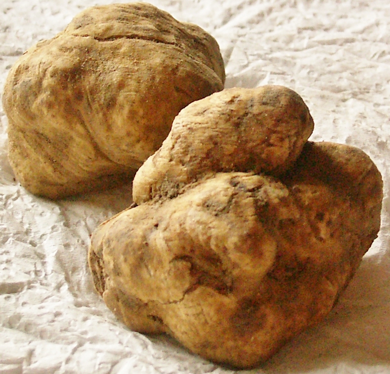 Chima (truffles)